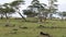 Zebras Graze On Grasslands Surrounded By Acacia Trees In Wild Of Africa