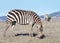 Zebras grazing in drought parched field