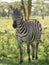 Zebras grazing in groups at sunse