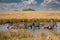 Zebras grazing in groups at sunset in Mara