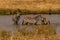 Zebras grazing in groups at sunset in Mara