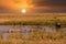 Zebras grazing in groups at sunset in Mara