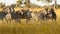 Zebras grazing in groups at sunset in Mara