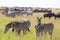 Zebras grazing in Serengeti National Park in Tanzania, East Africa.