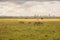 Zebras grazing in the wild at against the background of Nairobi City Skyline at Nairobi National Park, Kenya