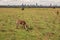 Zebras grazing in the wild at against the background of Nairobi City Skyline at Nairobi National Park, Kenya