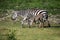 Zebras herd on savanna