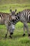 Zebras herd on savanna