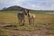 Zebras herd on savanna