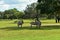 Zebras and Hippos beatiful natural scenery at Bush Gardens Theme Park.