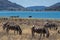 Zebras and hippos savanna panorama south Africa with much more words