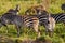 Zebras Hippotigris at the Serengeti national park, Tanzania. Wildlife photo