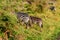 Zebras Hippotigris at the Serengeti national park. Wildlife photo