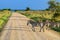 Zebras Hippotigris at the Serengeti national park. Wildlife photo