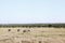 Zebras and Impalas in the beautiful grassland of Ol Pejeta Conservancy, Kenya