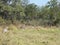 Zebras and impalas national park Zambia safari Africa nature wildlife