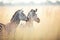 zebras interacting gently in a serene grassland