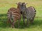 Zebras, Kenya