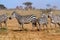 Zebras in Kenya\'s Tsavo Reserve