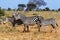 Zebras in Kenya\'s Tsavo Reserve