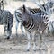 Zebras at krugerpark