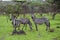 Zebras in Lake Mburo National Park