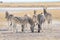 Zebras licking salt at Etosha Pan, Namibia