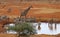 Zebras and a lone giraffe at a Watering Hole Tsavo West National Park.