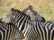 Zebras in Love