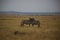 Zebras in love in Serengeti national reservation area