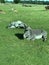 Zebras lying on grass