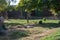 Zebras lying on the ground in the Dubai Safari Park covered in greenery in the United Arab Emirates