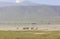 Zebras in Maasai Mara, Kenya