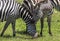 Zebras in Maasai Mara, Kenya