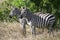 Zebras on the Masai Mara