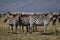 Zebras, Masai Mara