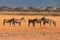 Zebras, Masai Mara