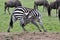 Zebras of Masai Mara 8