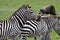 Zebras of Masai Mara 9