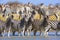 Zebras migration in Makgadikgadi Pans National Park