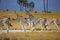 Zebras migration in Makgadikgadi Pans National Park - Botswana