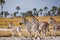 Zebras migration - Makgadikgadi Pans National Park - Botswana