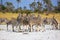 Zebras migration in Makgadikgadi Pans National Park - Botswana