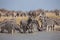 Zebras migration - Makgadikgadi Pans National Park - Botswana