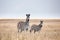 Zebras migration in Makgadikgadi Pans National Park - Botswana