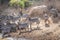 Zebras during migration from Serengeti to Masai M