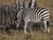 Zebras in the Moremi Game Reserve in Botswana, Africa