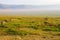 Zebras in the morning in Ngorongoro Conservation Area