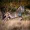 Zebras in Motion: A Playful Stampede