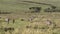 Zebras, Ngorongoro Crater, Tanzania